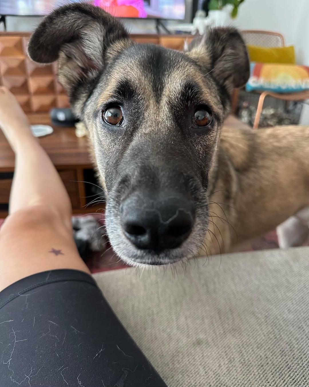 Dog for adoption Buddy, a German Shepherd Dog in San Diego , CA