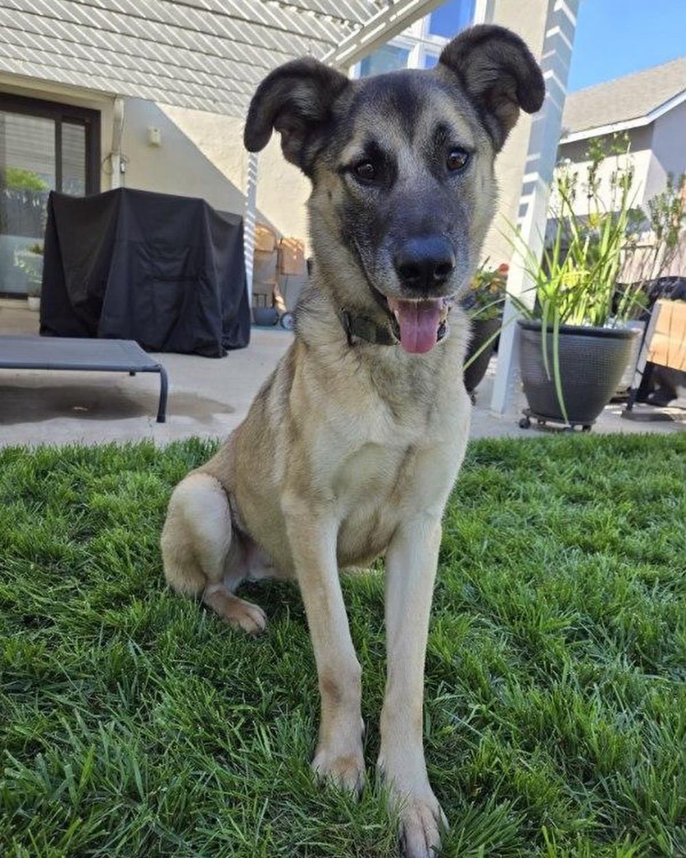 Dog for adoption Buddy, a German Shepherd Dog in San Diego , CA
