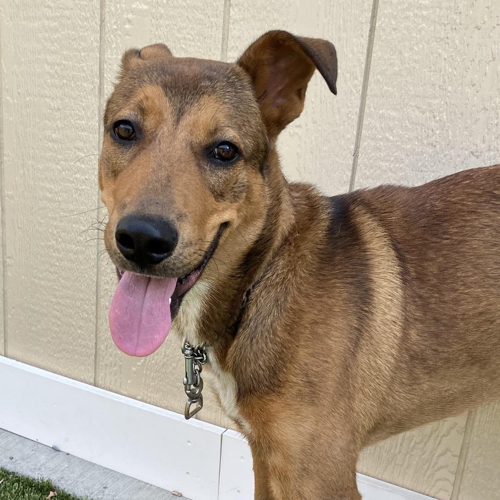 Reyn, Adoptable, Young Male Labrador Retriever & Mixed Breed.