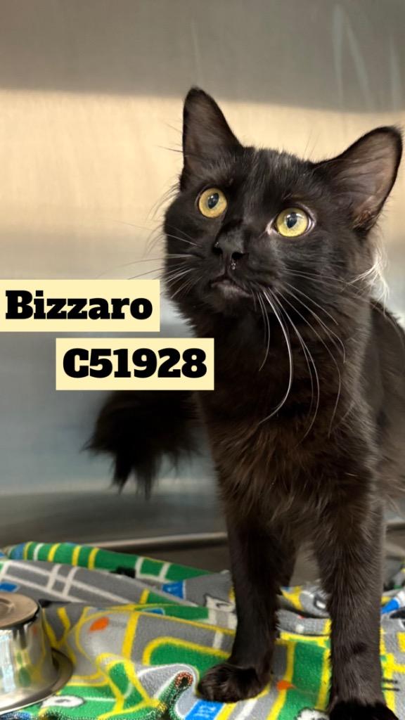 Bizzaro, Adoptable, Adult Male Domestic Long Hair.