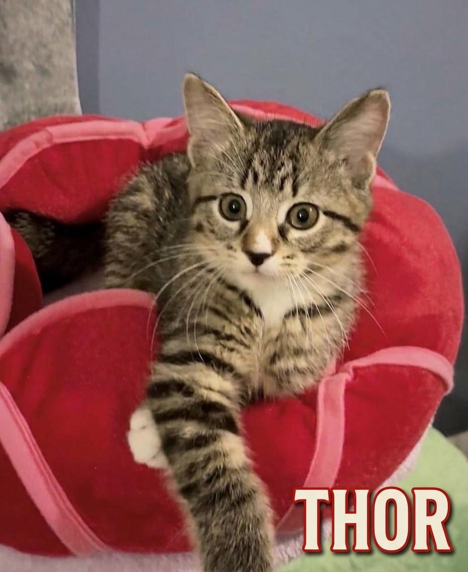 Enlarge Four Times the Cuteness, Four Times the Love, a Adoptable Domestic Short Hair in Laurel, MD image 4/6