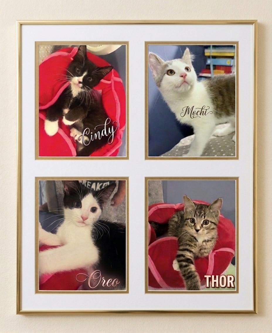 Enlarge Four Times the Cuteness, Four Times the Love, a Adoptable Domestic Short Hair in Laurel, MD image 1/6