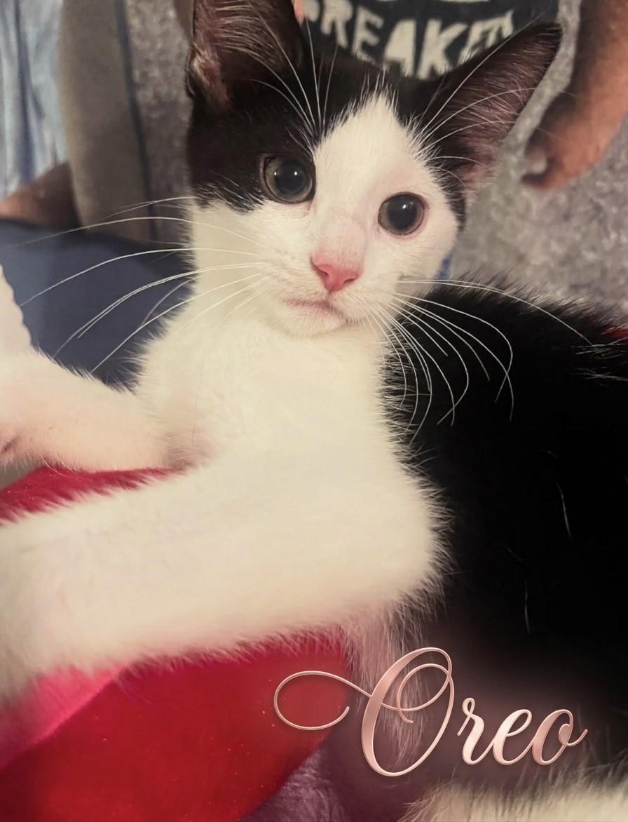 Enlarge Four Times the Cuteness, Four Times the Love, a Adoptable Domestic Short Hair in Laurel, MD image 5/6