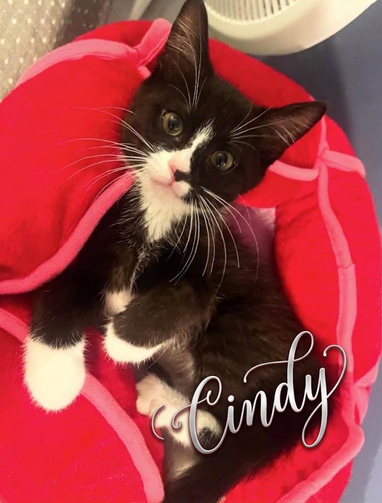 Enlarge Four Times the Cuteness, Four Times the Love, a Adoptable Domestic Short Hair in Laurel, MD image 2/6