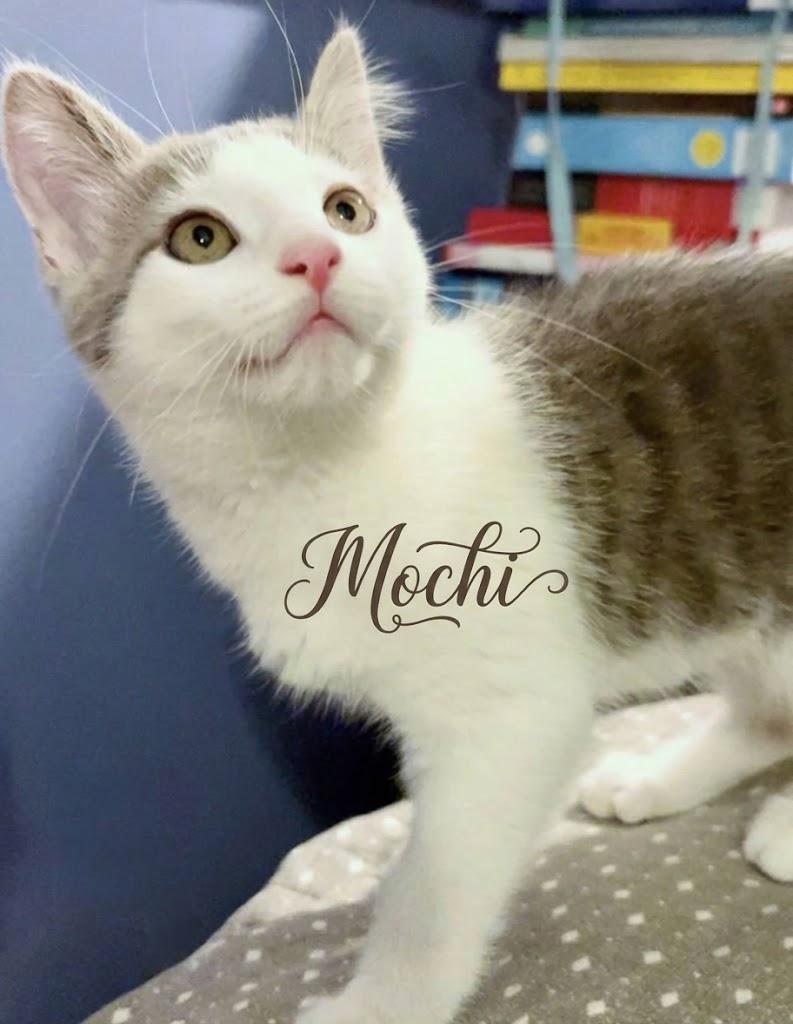 Enlarge Four Times the Cuteness, Four Times the Love, a Adoptable Domestic Short Hair in Laurel, MD image 3/6