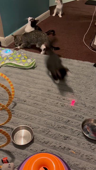 Enlarge Four Times the Cuteness, Four Times the Love, a Adoptable Domestic Short Hair in Laurel, MD video 6/6