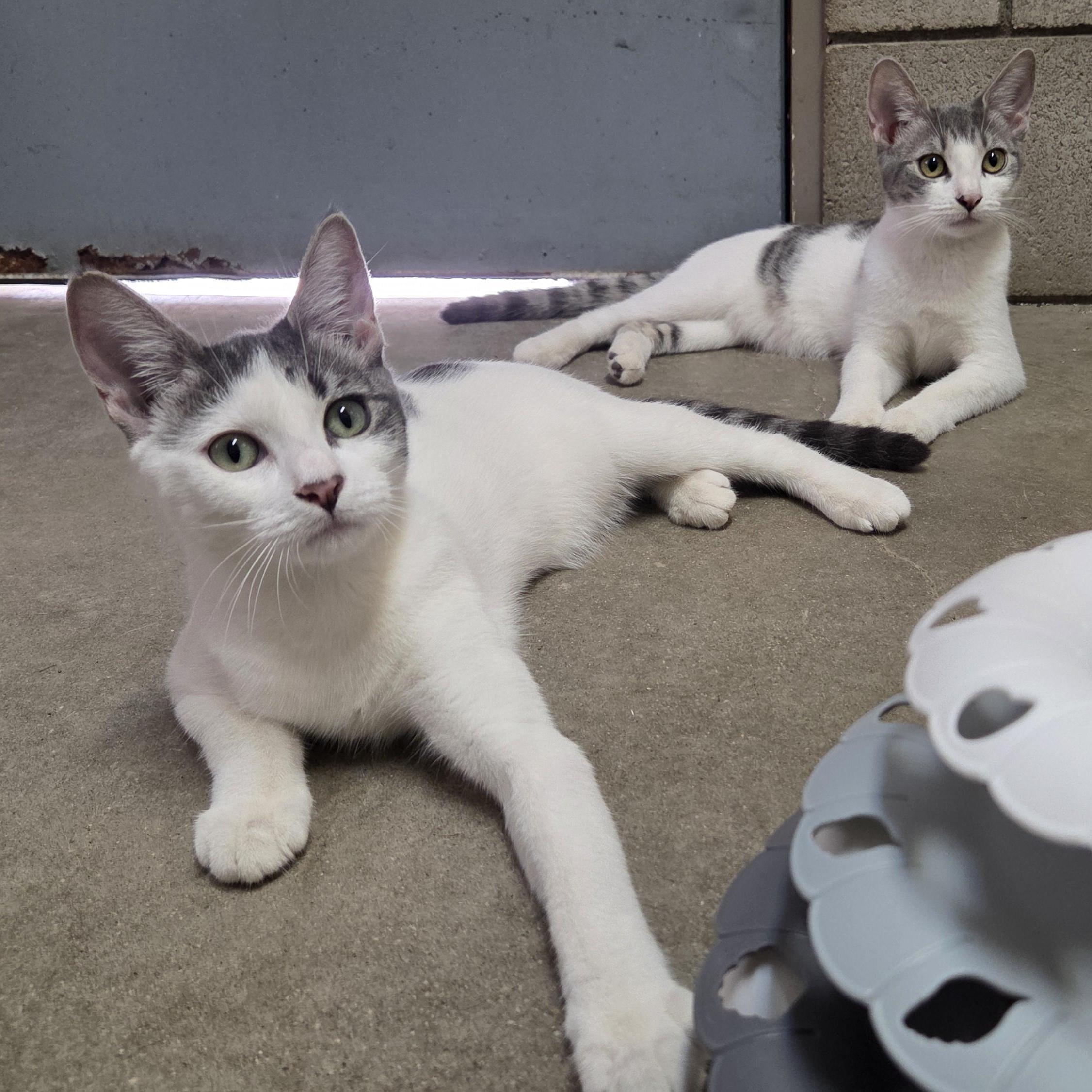 Laverne and Shirley, Adoptable, Young Female Domestic Short Hair.
