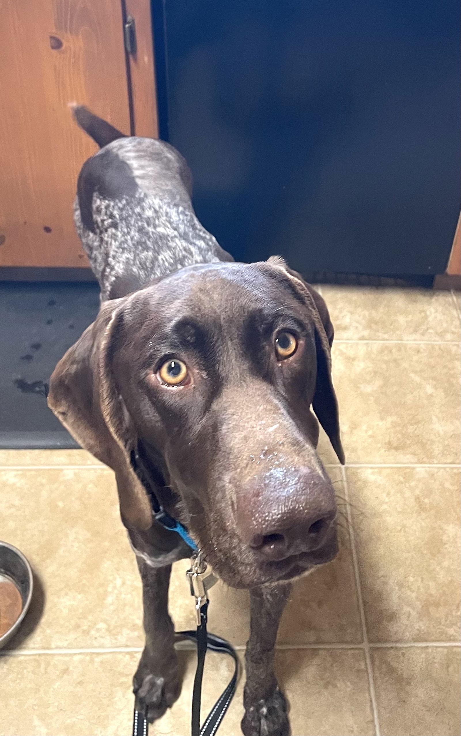 Enlarge Liam, a Adopted German Shorthaired Pointer in Menlo Park, CA image 1/3