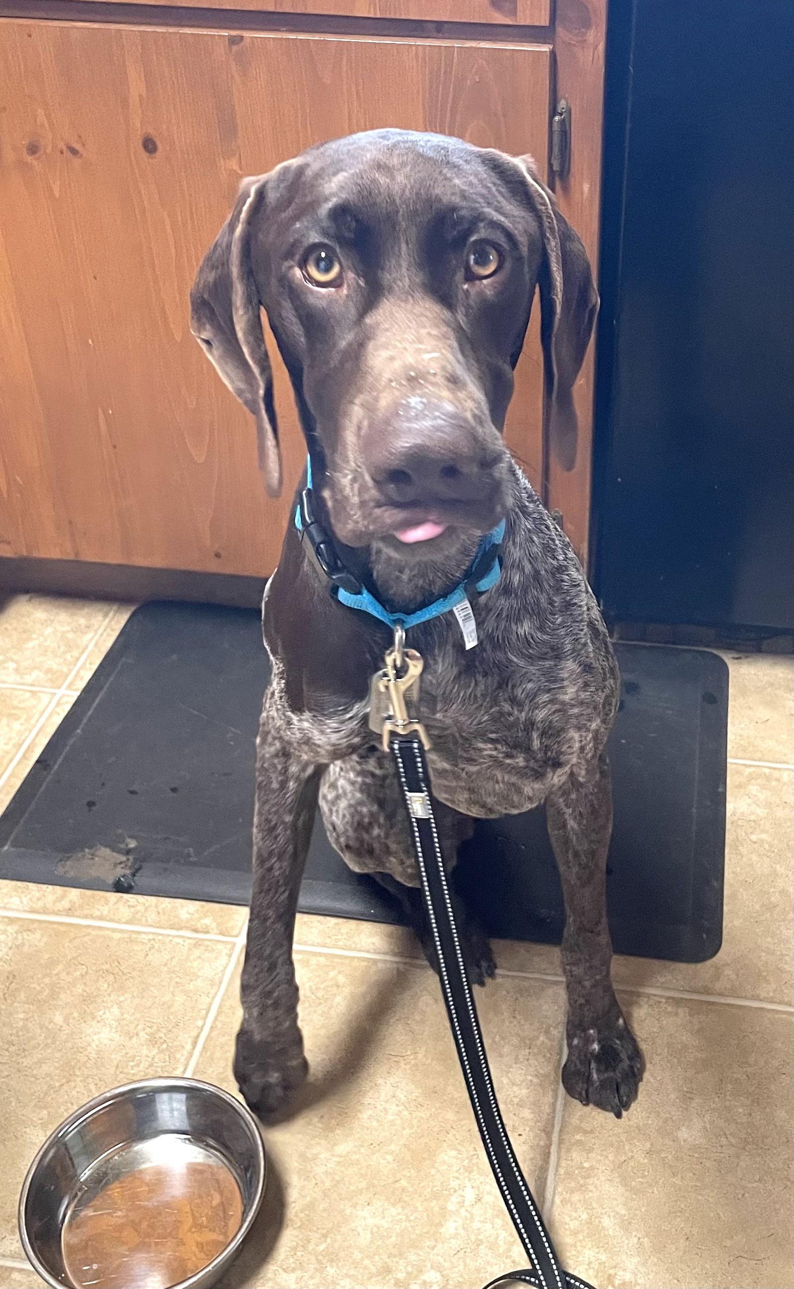 Enlarge Liam, a Adopted German Shorthaired Pointer in Menlo Park, CA image 2/3
