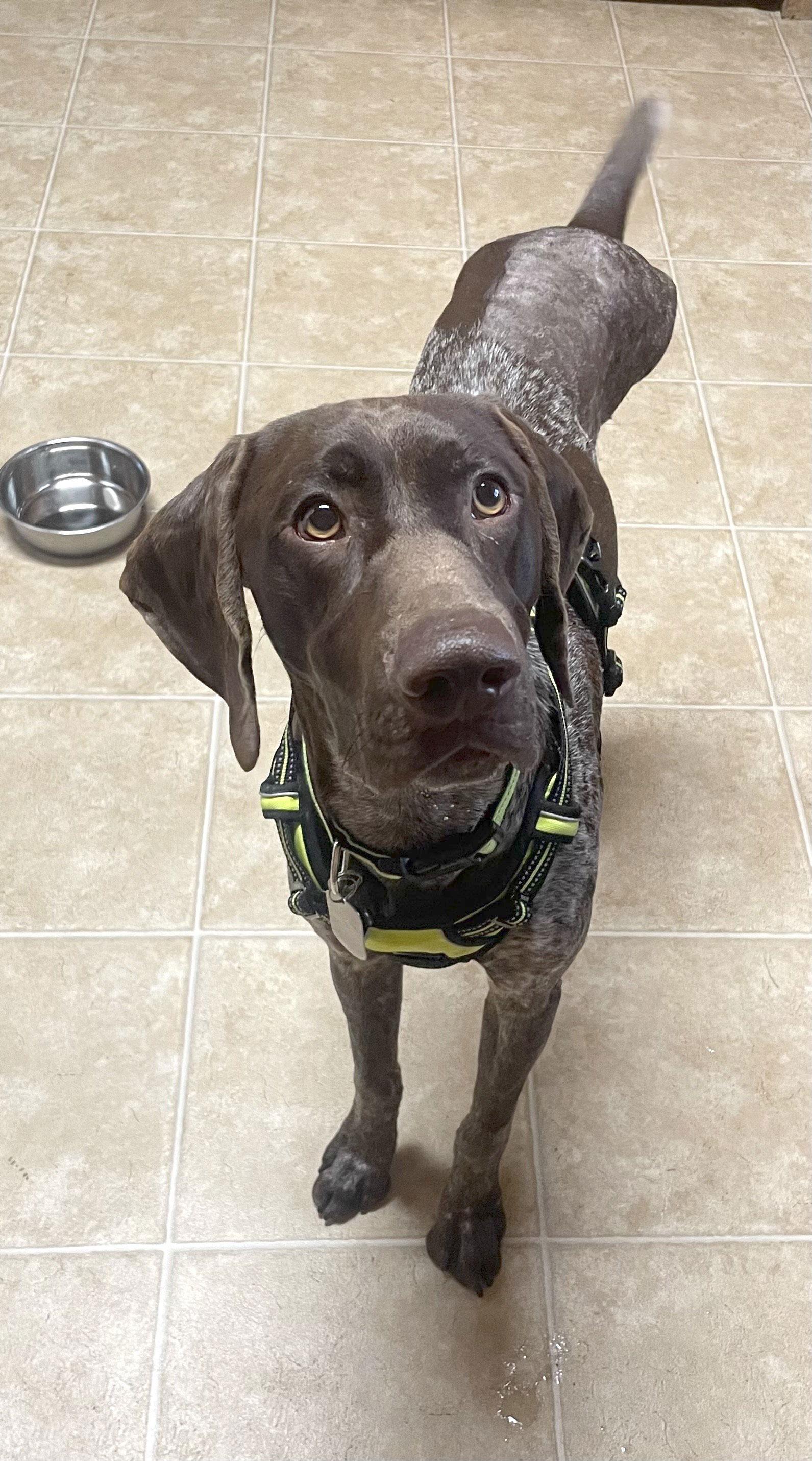 Enlarge Liam, a Adopted German Shorthaired Pointer in Menlo Park, CA image 3/3