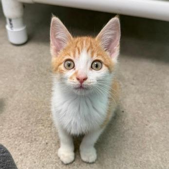 Apple Orchard, Adoptable, Kitten Female Domestic Short Hair.