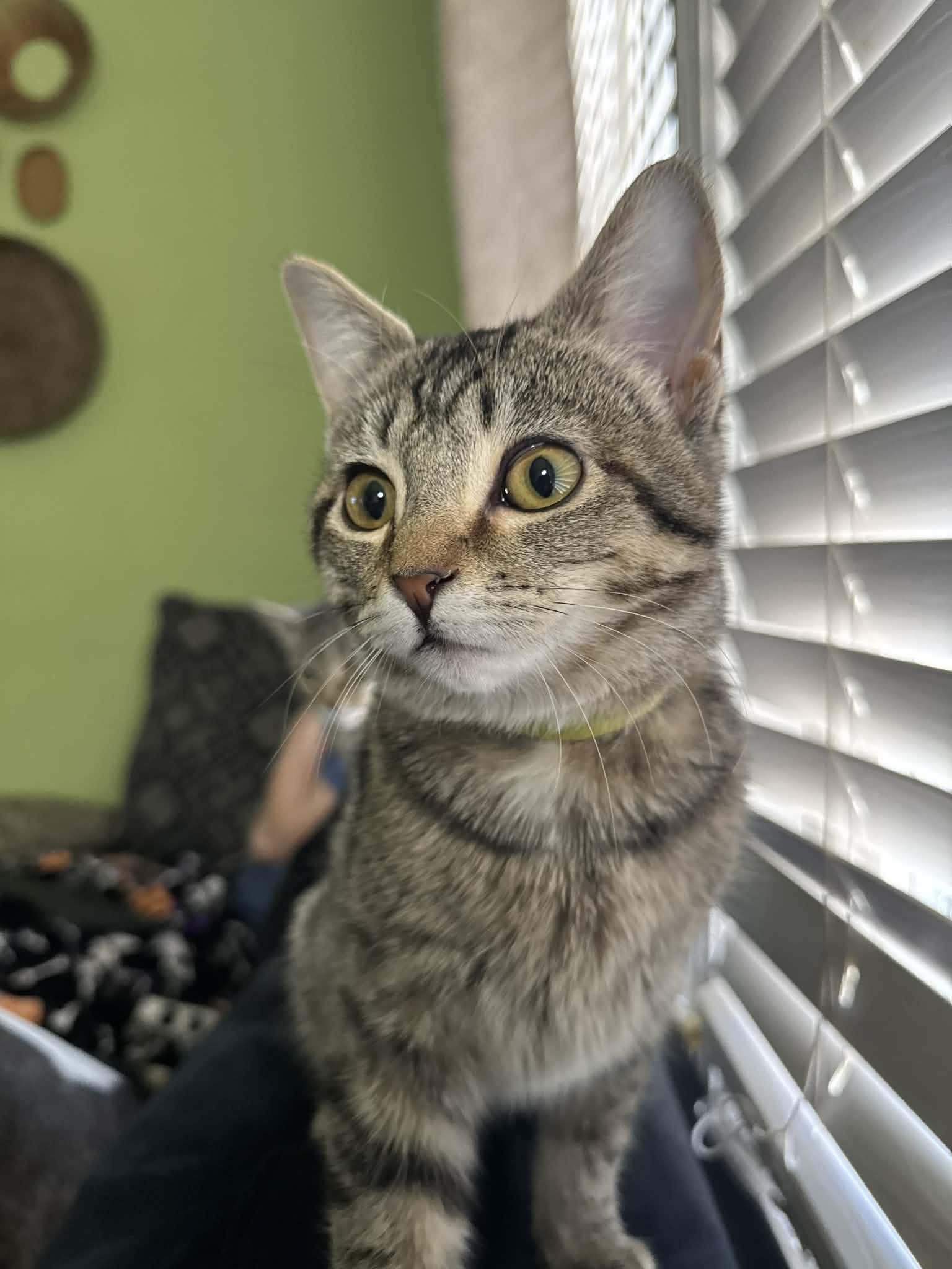 Enlarge Piper, a Adoptable mixed breed in Campbellsville, KY image 5/5