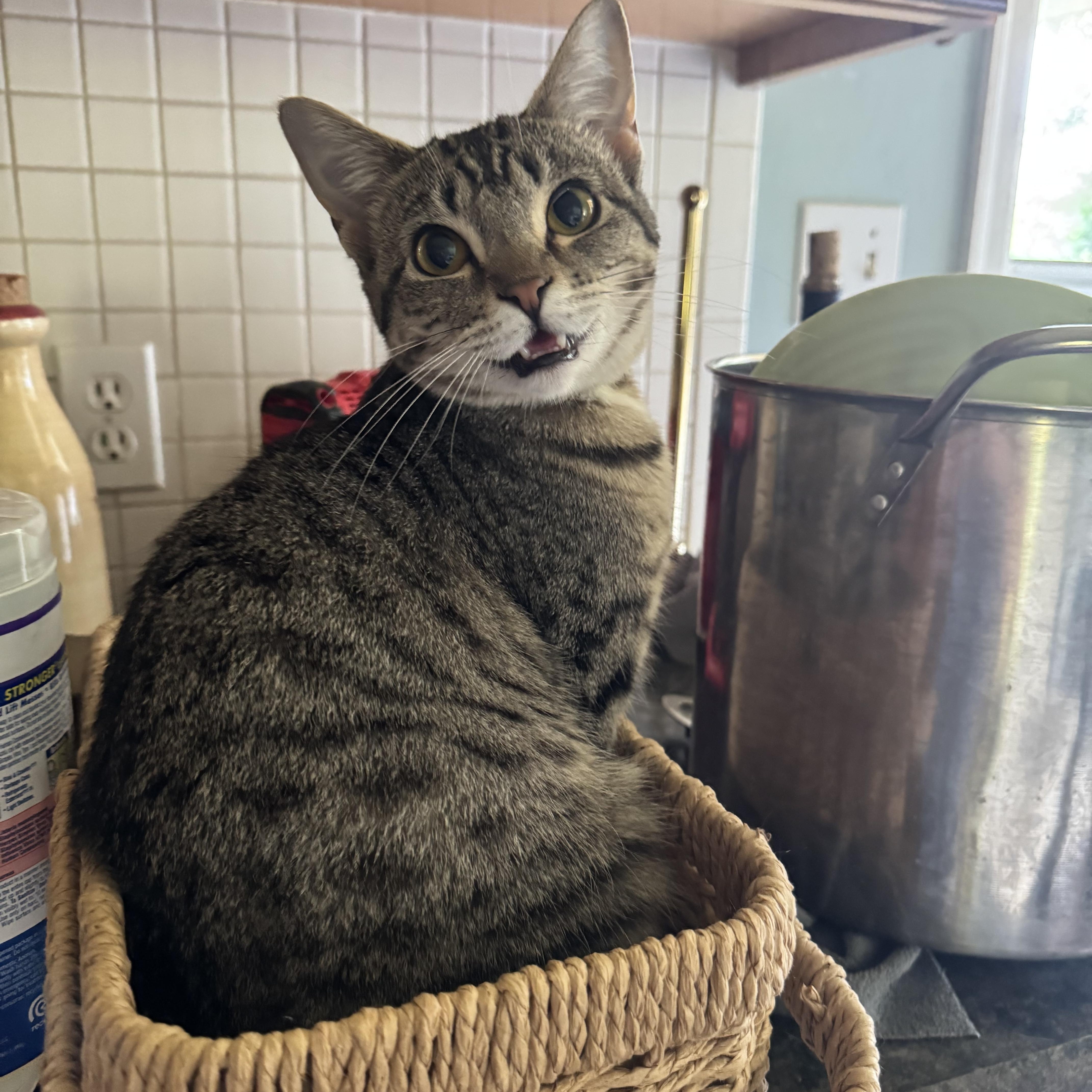 Enlarge Piper, a Adoptable mixed breed in Campbellsville, KY image 1/5