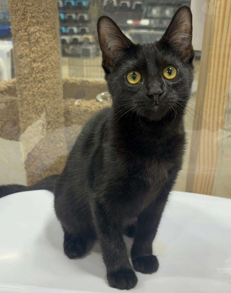 Admiral, Adoptable, Kitten Male Domestic Short Hair.