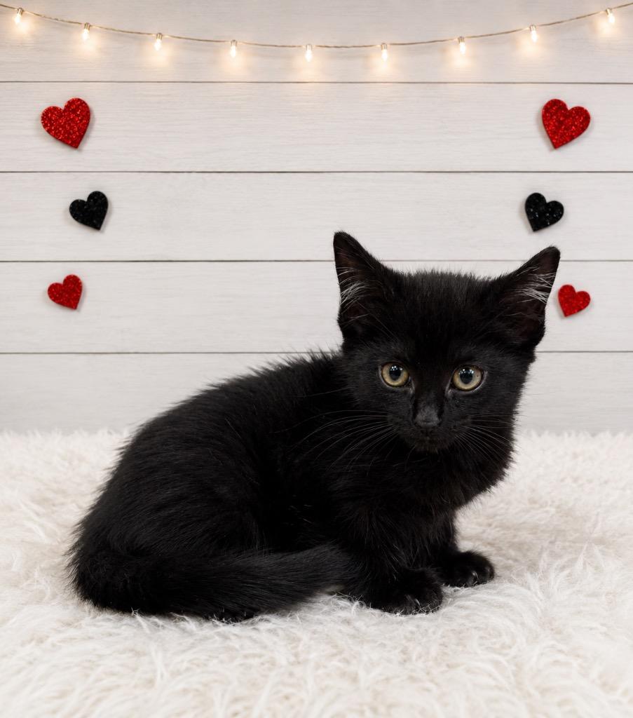 Admiral, a Adoptable mixed breed in Corpus Christi, TX image 2/4