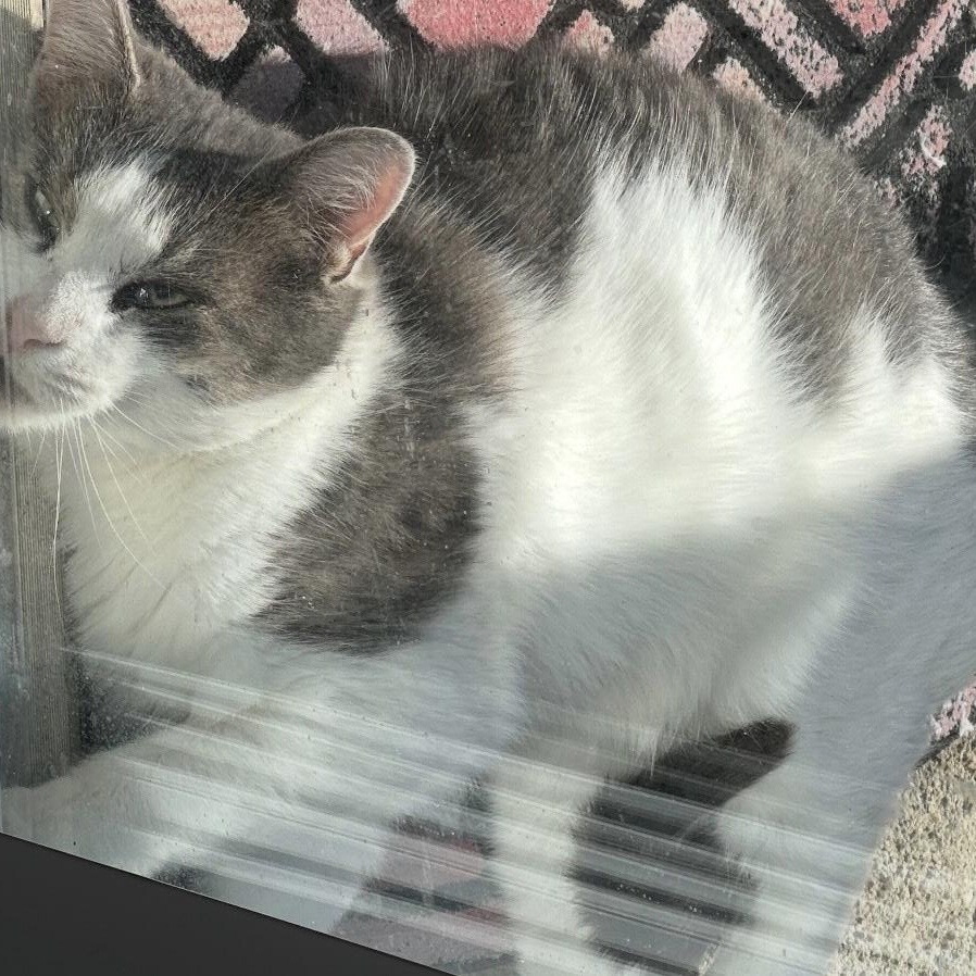 Enlarge Maddy, a Adoptable Domestic Short Hair in Sayville, NY image 3/4