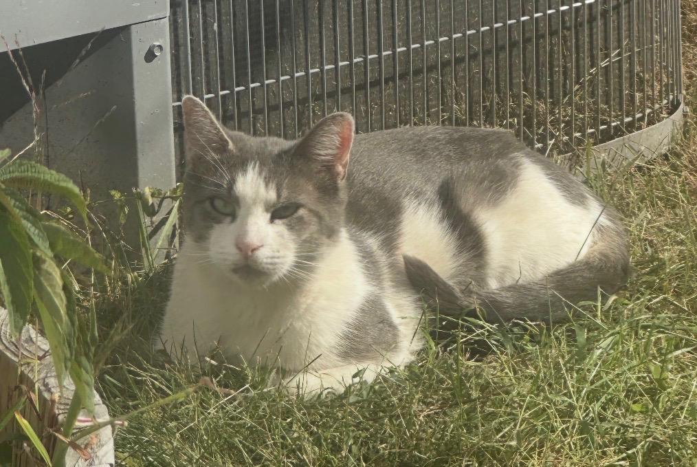 Maddy, Adoptable, Adult Female Domestic Short Hair.