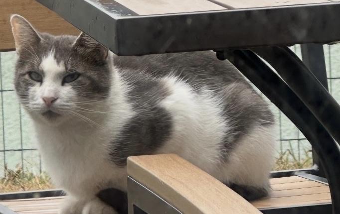 Enlarge Maddy, a Adoptable Domestic Short Hair in Sayville, NY image 2/4