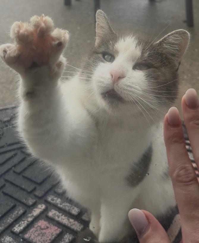 Enlarge Maddy, a Adoptable Domestic Short Hair in Sayville, NY image 4/4