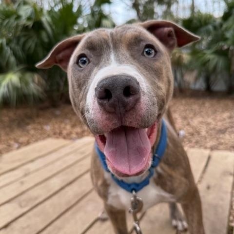 Bert, a ADOPTABLE Mixed Breed in Charleston, SC image 3/5