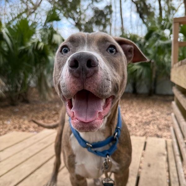 Bert, a ADOPTABLE Mixed Breed in Charleston, SC image 5/5
