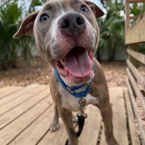 Bert, a ADOPTABLE Mixed Breed in Charleston, SC image 4/5