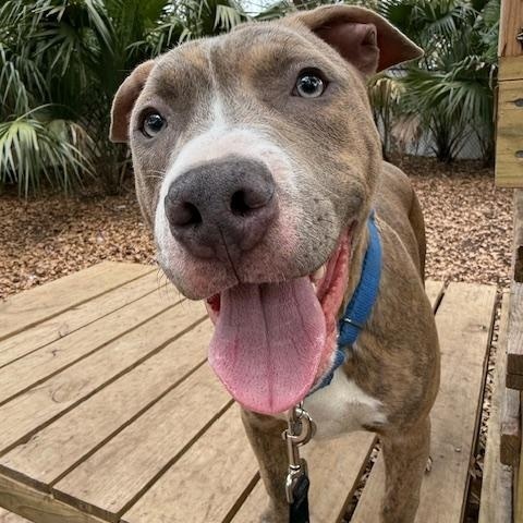 Bert, a ADOPTABLE Mixed Breed in Charleston, SC image 2/5