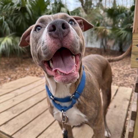 Bert, ADOPTABLE, Puppy Male Mixed Breed.