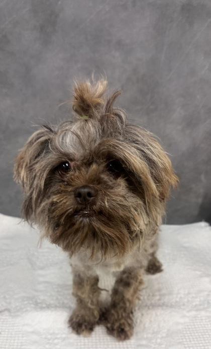 Nutmeg, ADOPTABLE, Adult Male Shih Tzu.