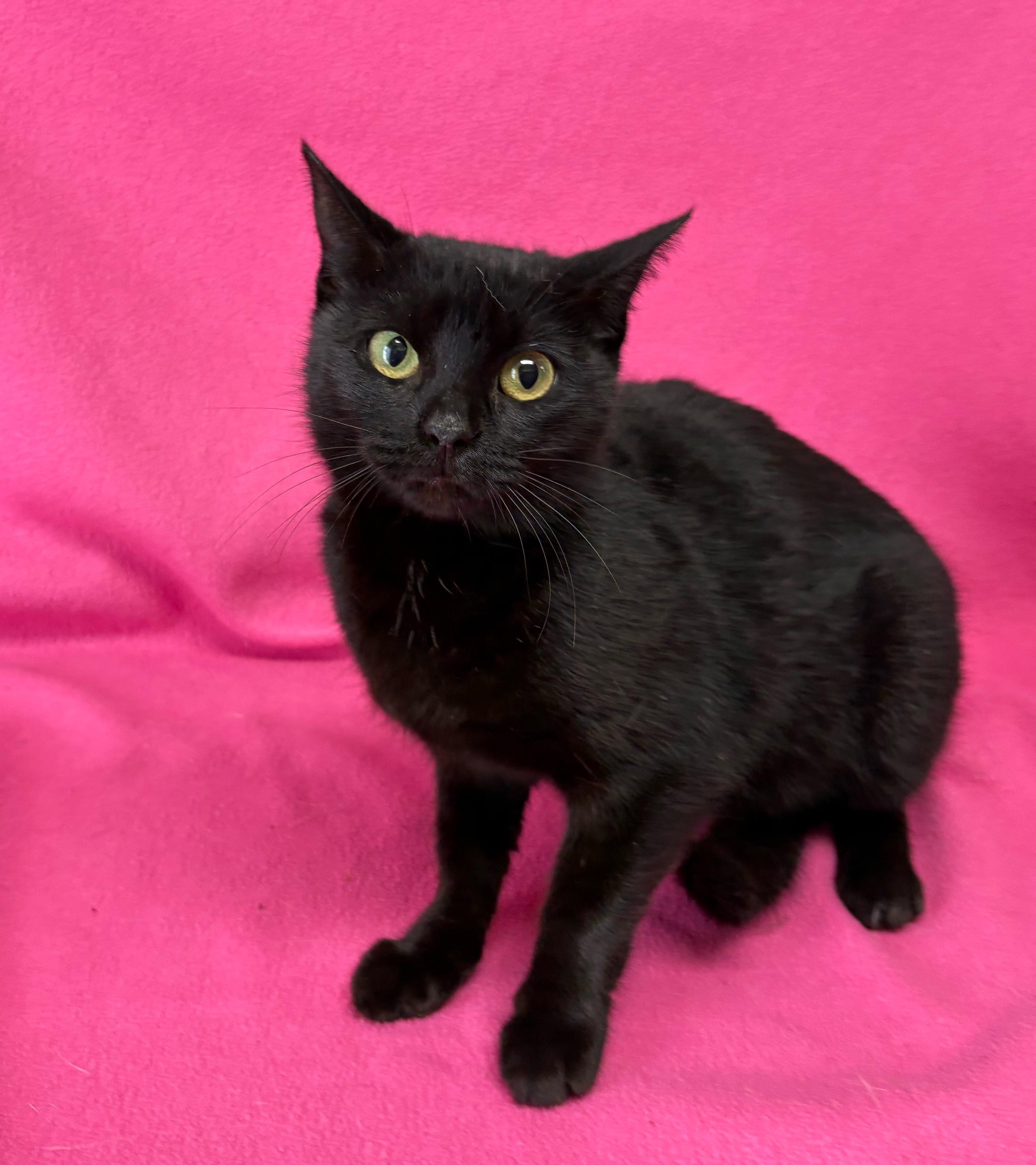 Batty, ADOPTABLE, Adult Female Domestic Short Hair.