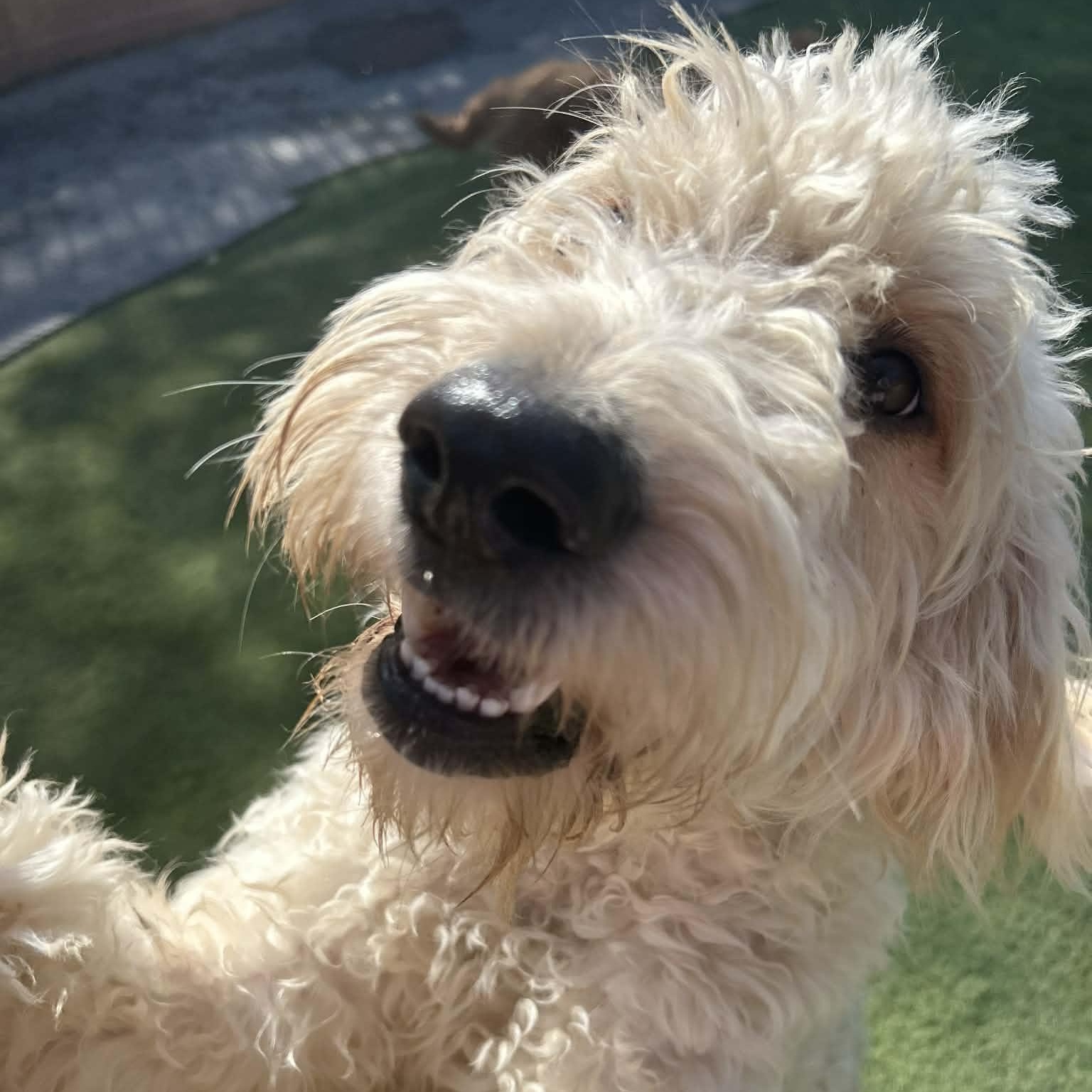 Remington thumbnail 2