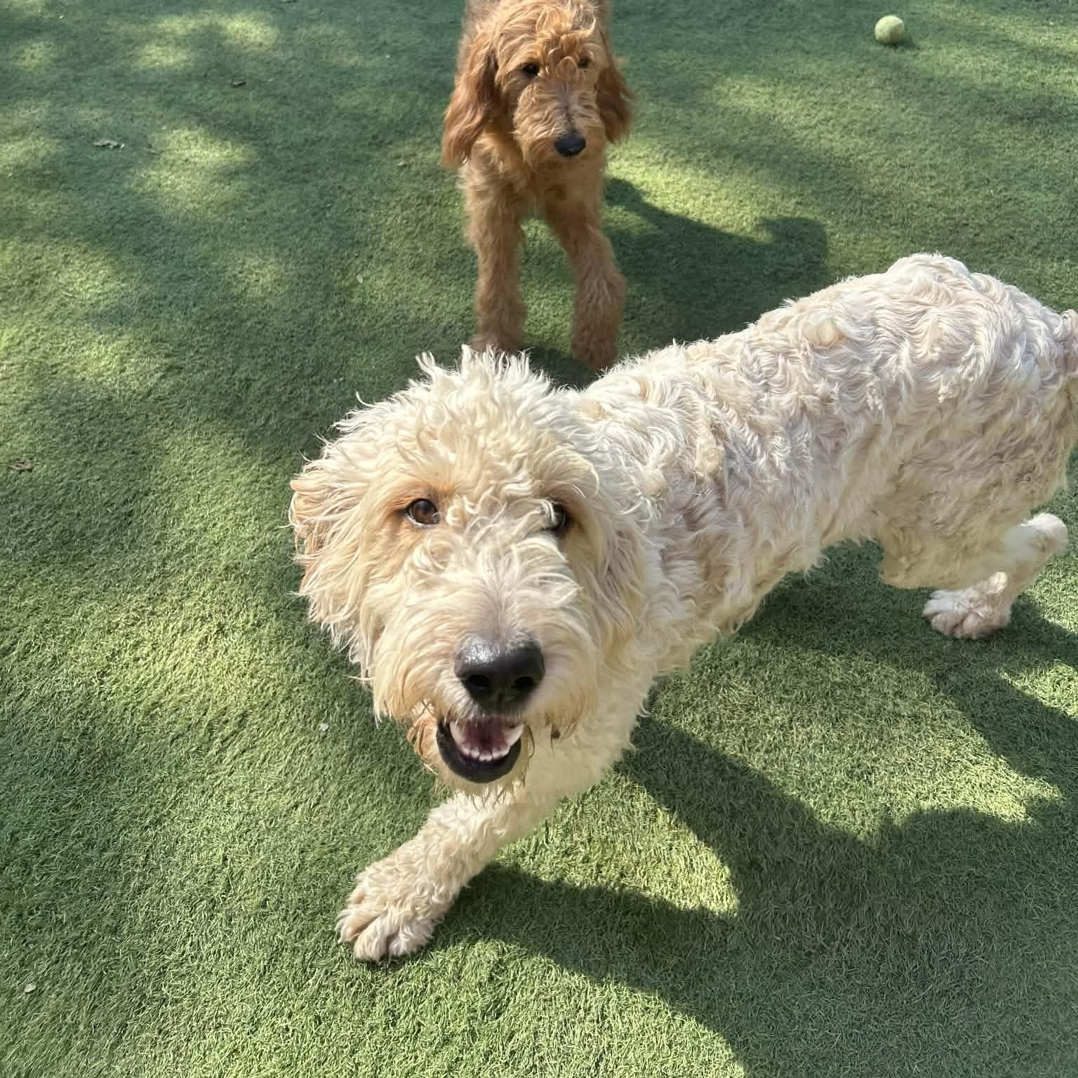 Remington thumbnail 6