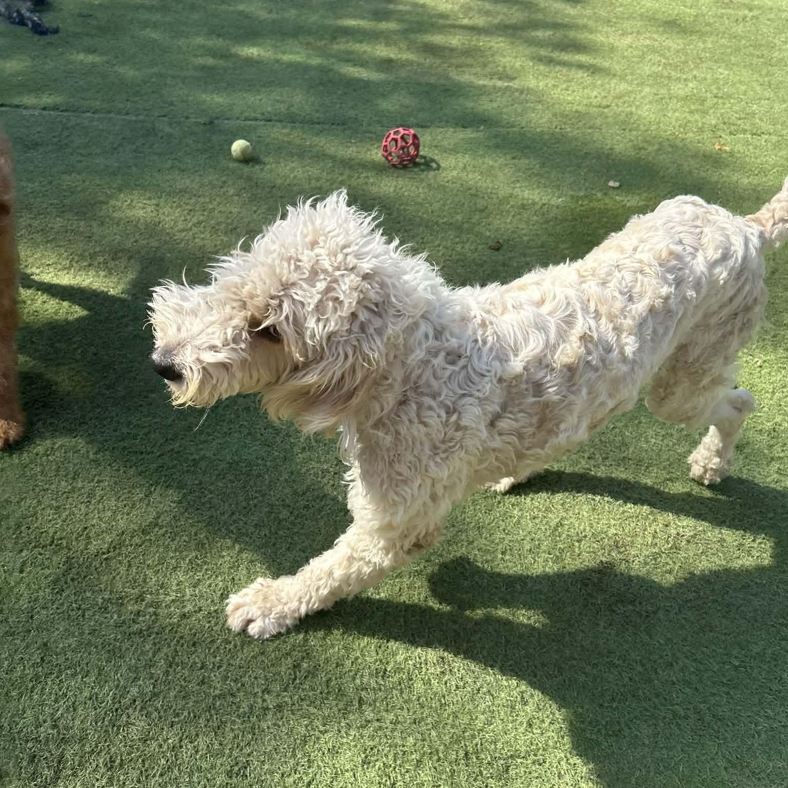 Remington thumbnail 4