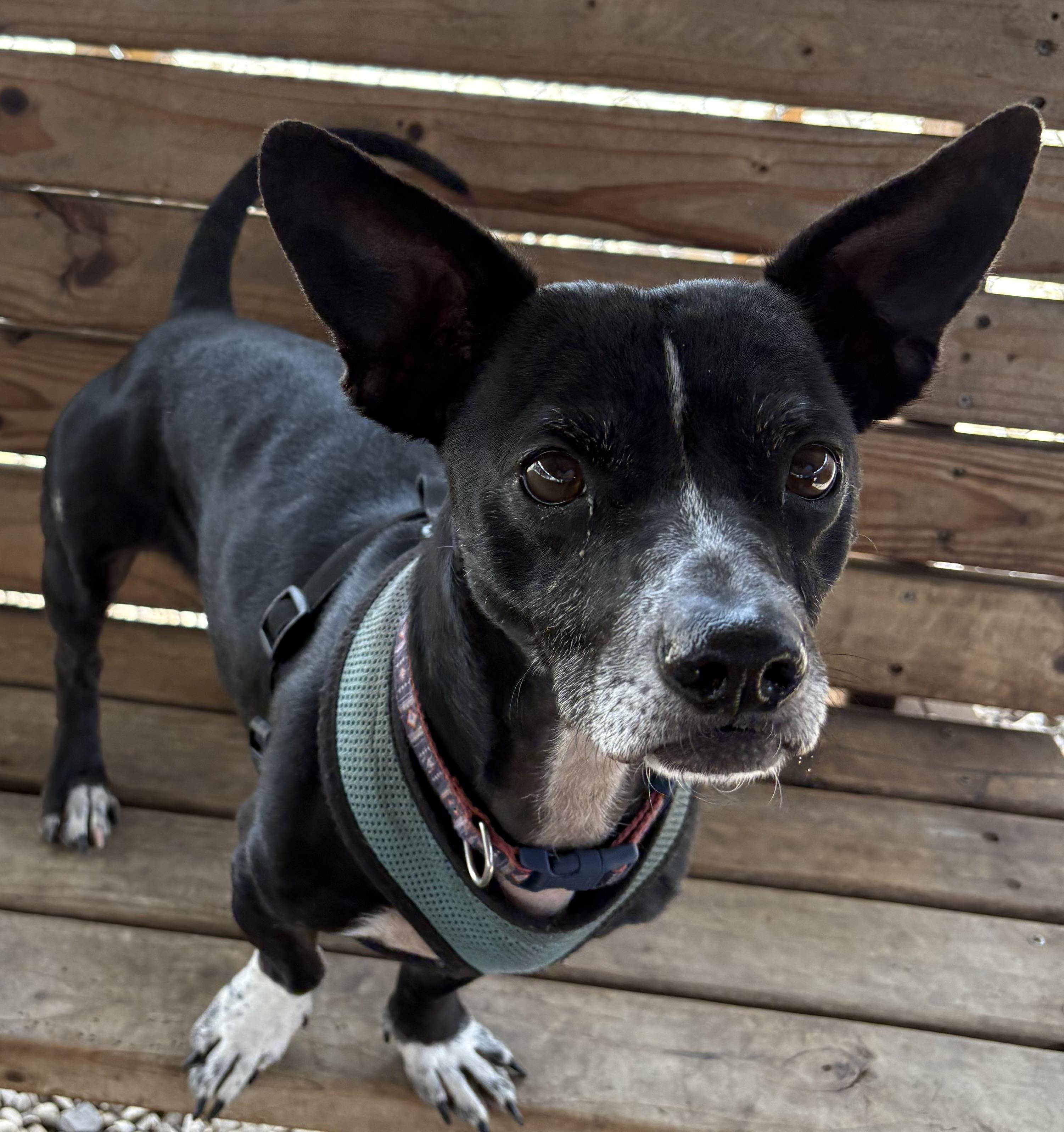 Galileo, Adoptable, Adult Male Dachshund.