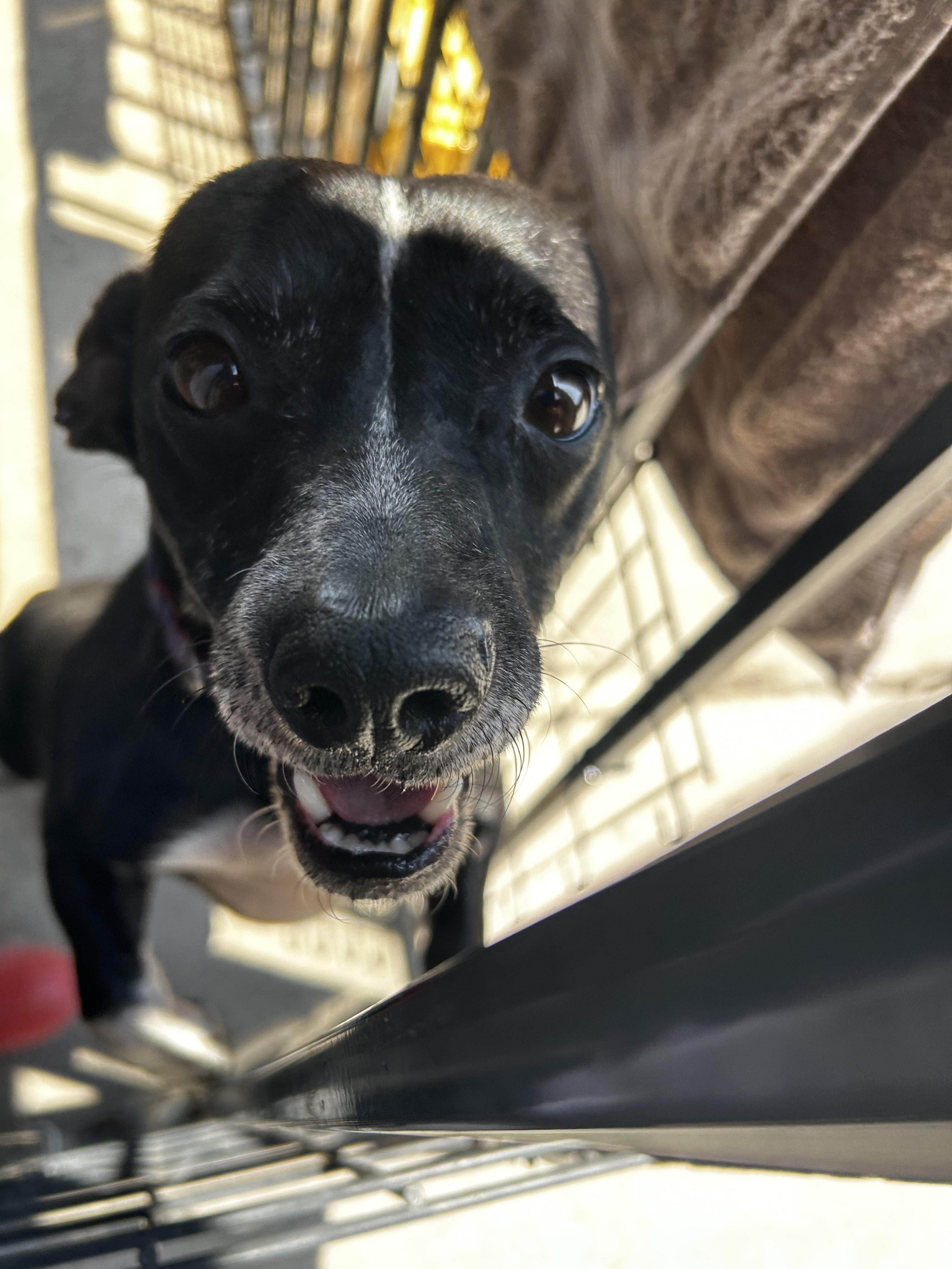 Enlarge Galileo, a Adoptable mixed breed in Plano, TX image 2/6