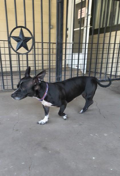 Enlarge Galileo, a Adoptable mixed breed in Plano, TX image 3/6