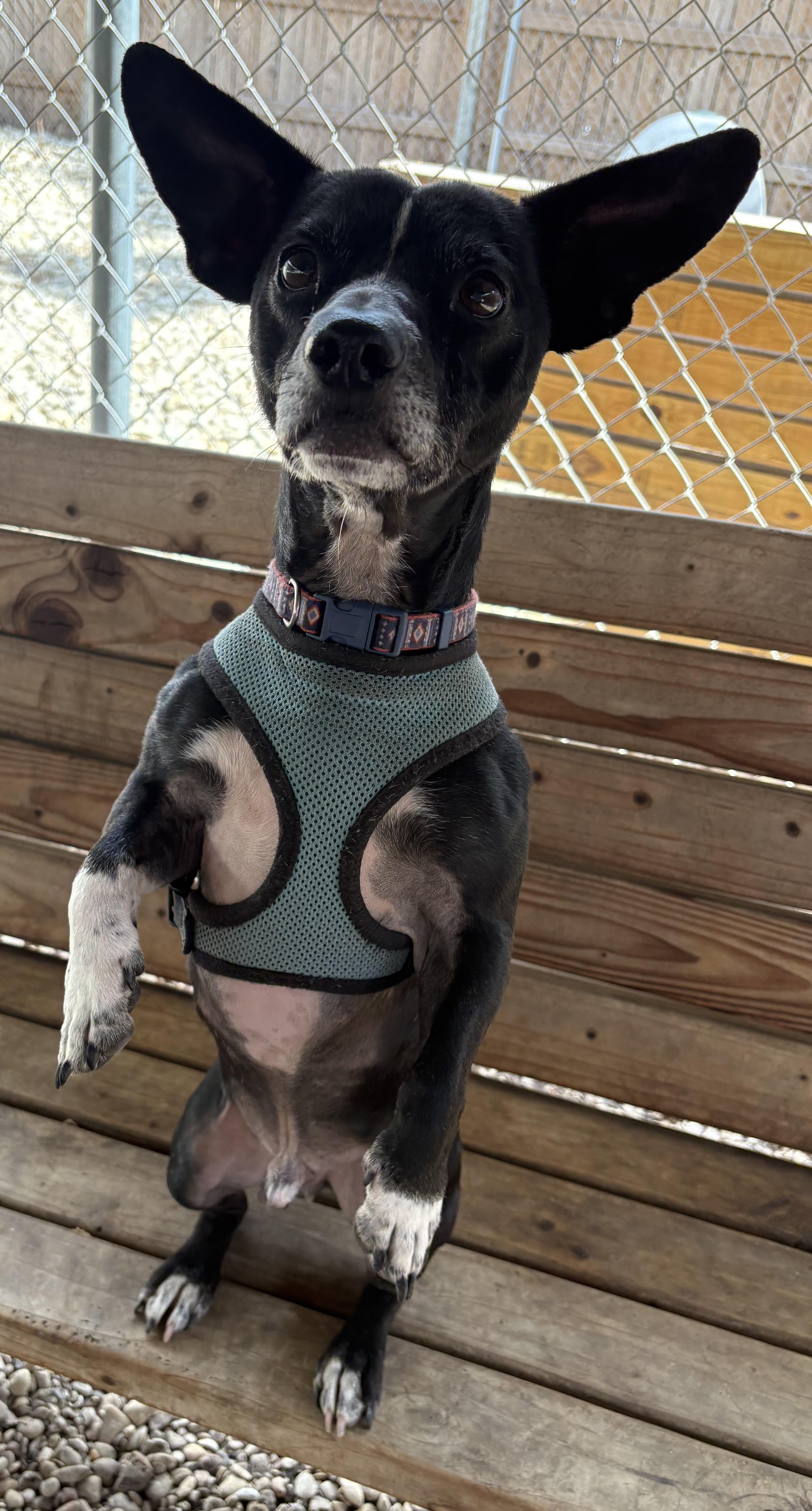 Enlarge Galileo, a Adoptable mixed breed in Plano, TX image 4/6