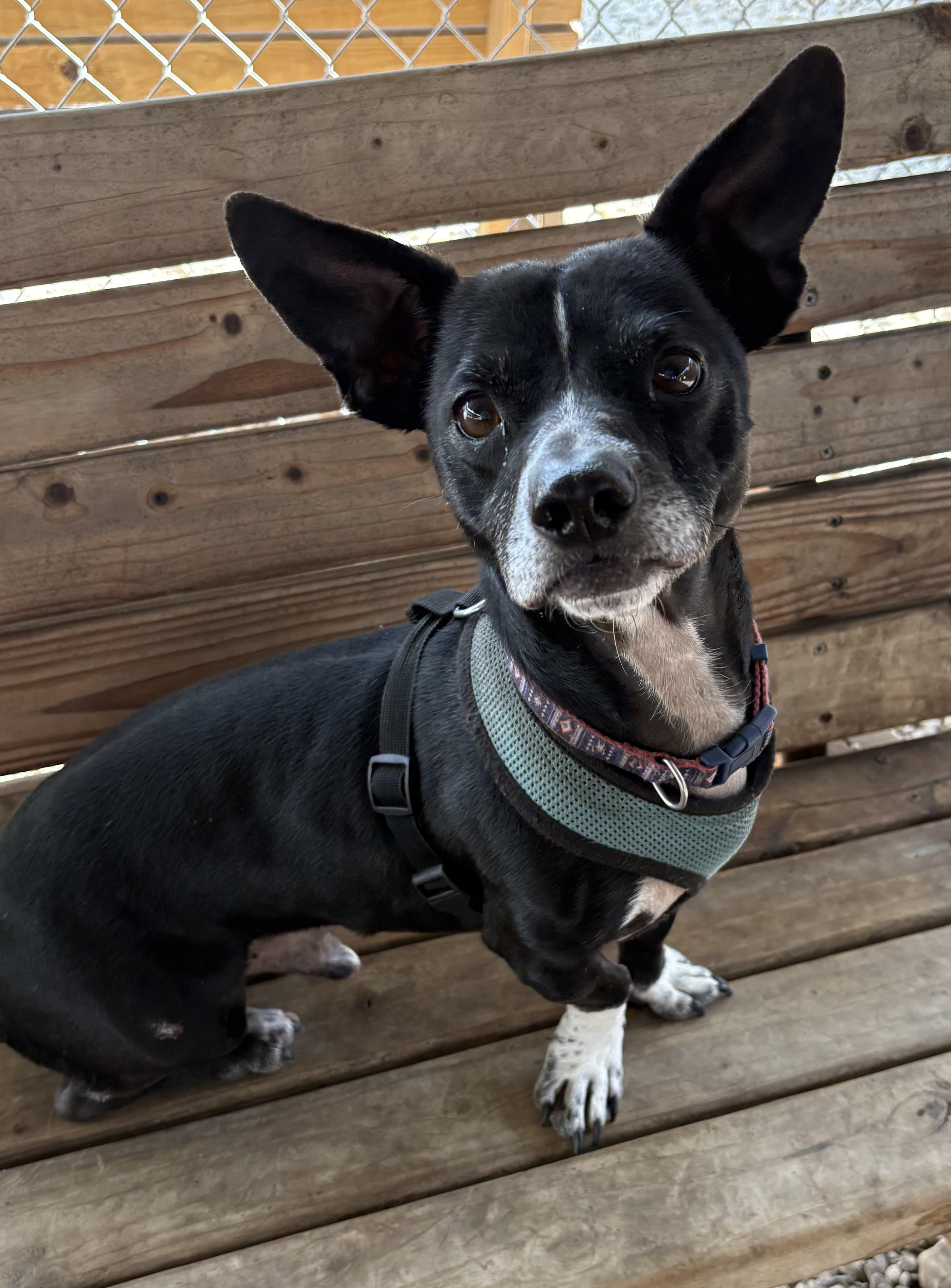 Enlarge Galileo, a Adoptable mixed breed in Plano, TX image 5/6