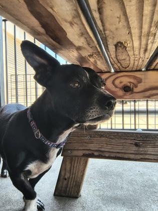 Enlarge Galileo, a Adoptable mixed breed in Plano, TX image 6/6