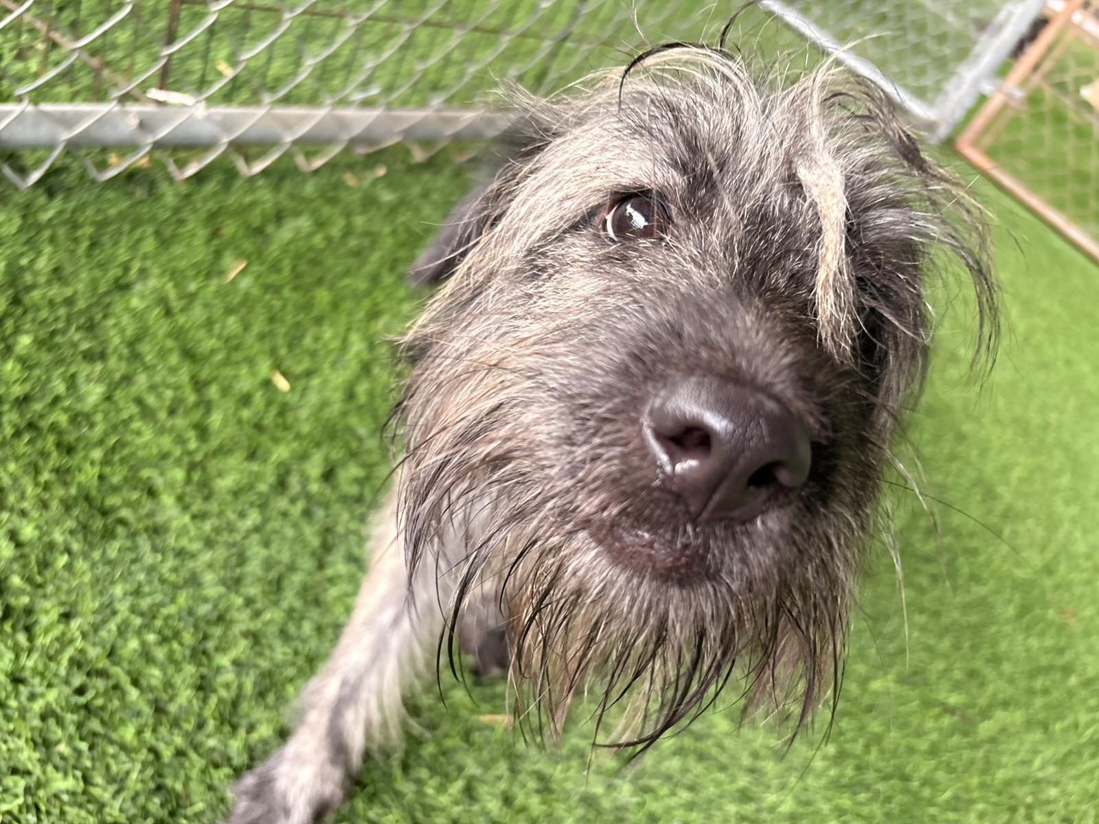 Enlarge Mika, a ADOPTABLE Mixed Breed in Morristown, NJ image 6/6