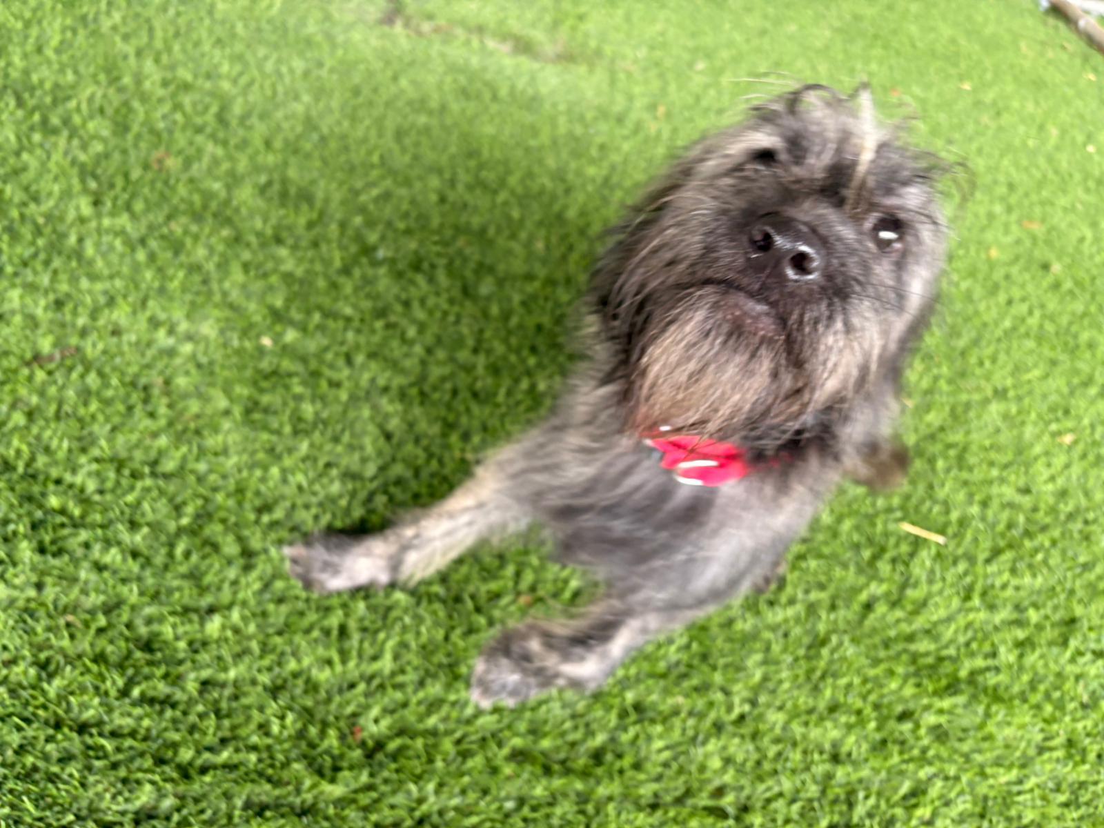 Enlarge Mika, a ADOPTABLE Mixed Breed in Morristown, NJ image 4/6