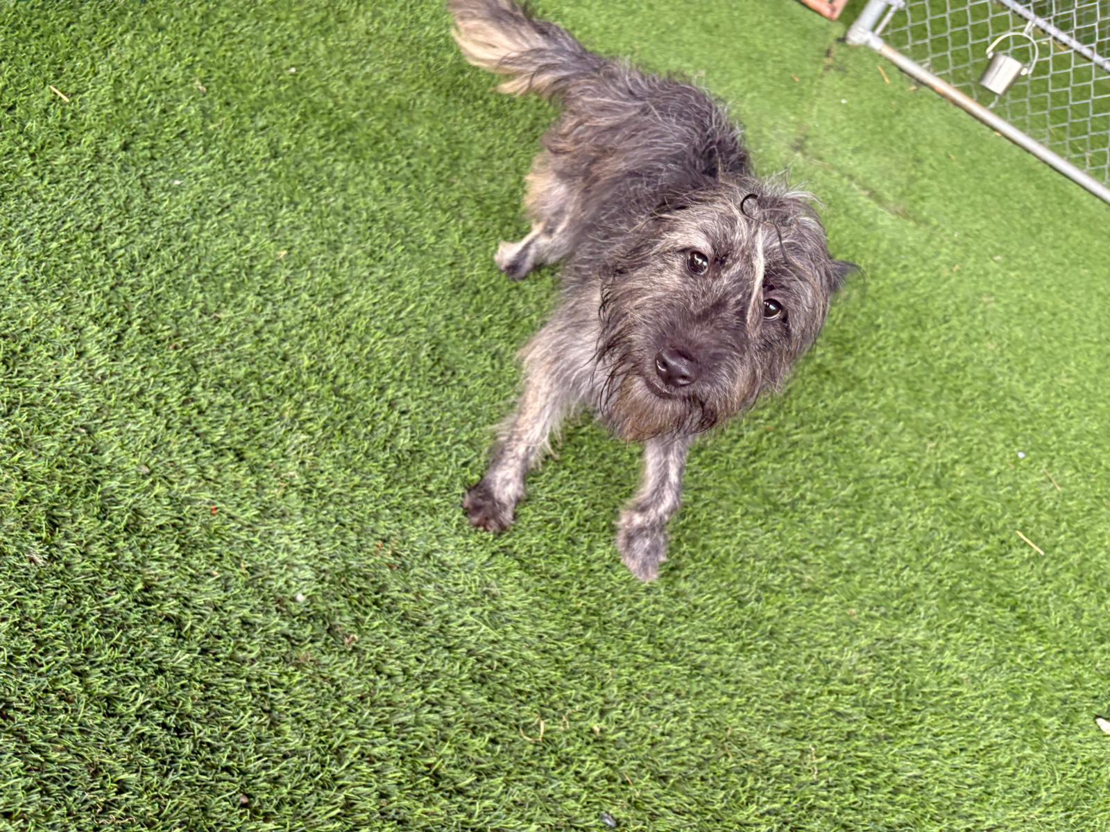 Enlarge Mika, a ADOPTABLE Mixed Breed in Morristown, NJ image 1/6