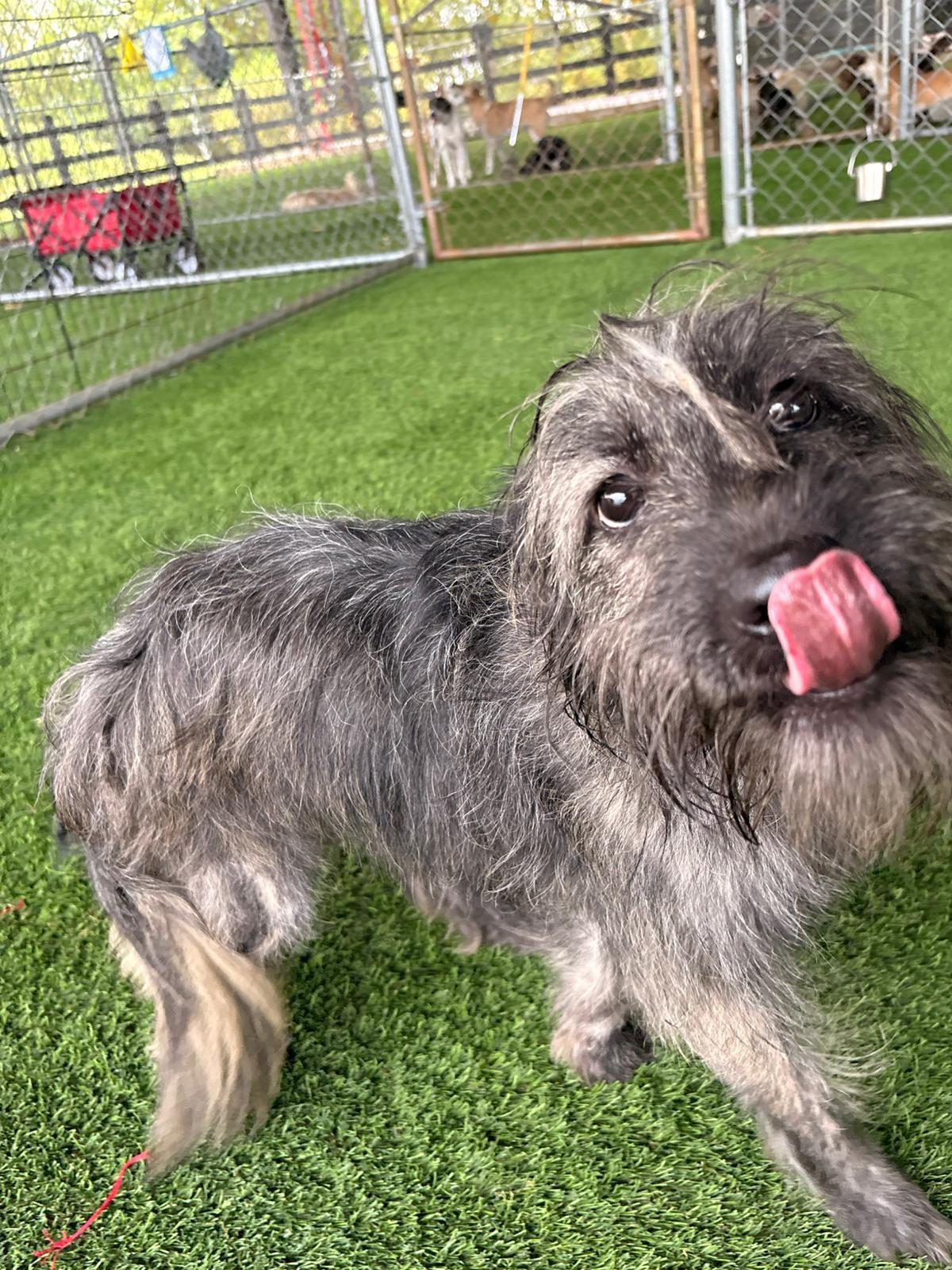Enlarge Mika, a ADOPTABLE Mixed Breed in Morristown, NJ image 2/6