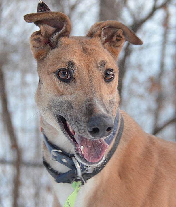 Hijack, Adoptable, Adult Male Greyhound.