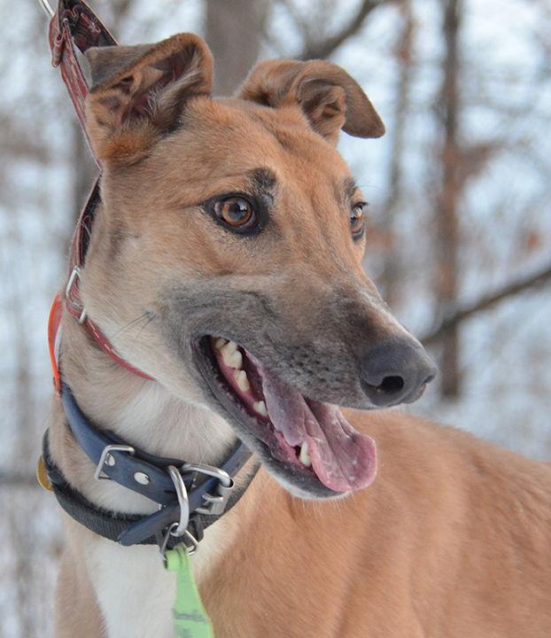 Enlarge Hijack, a Adoptable Greyhound in Minneapolis, MN image 2/3