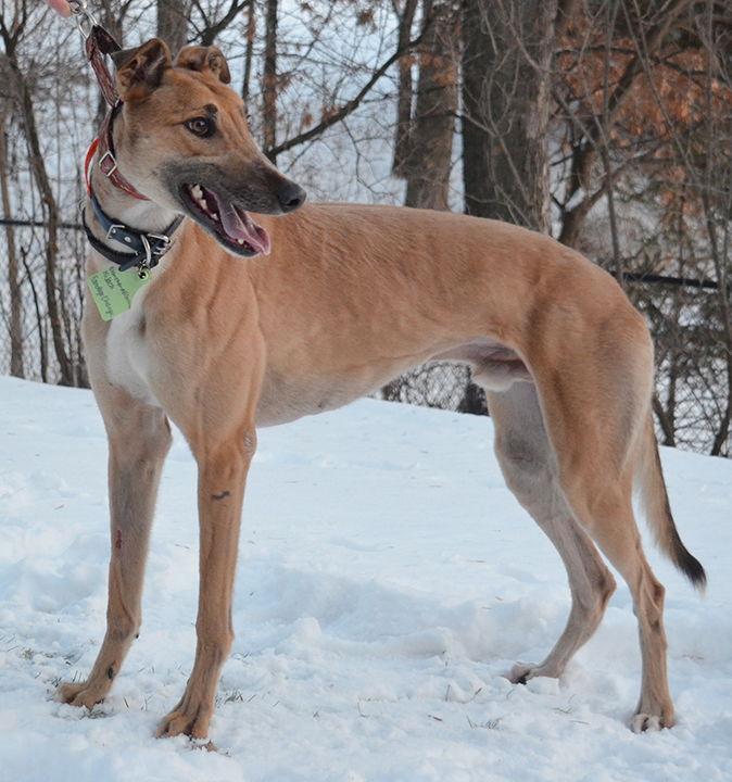 Enlarge Hijack, a Adoptable Greyhound in Minneapolis, MN image 3/3