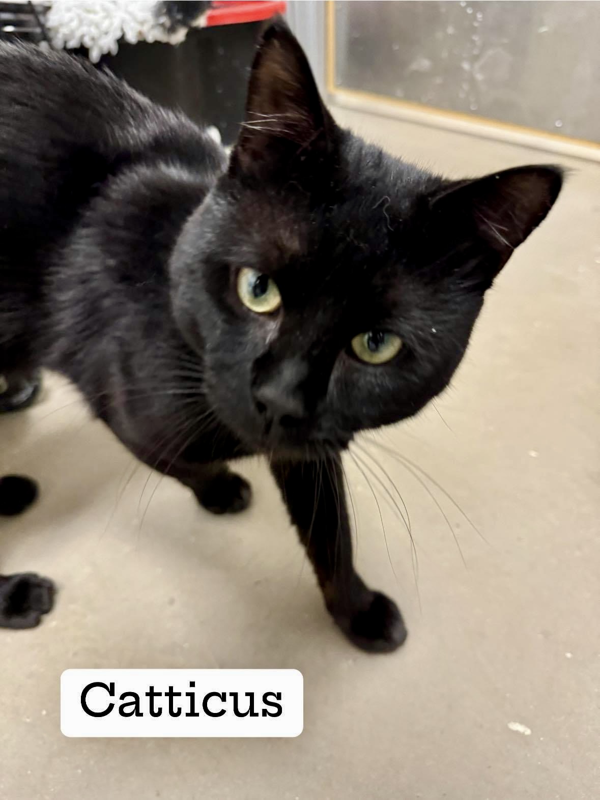 Enlarge Catticus Finch, an adopted Domestic Short Hair in Staten Island, NY image 3/5