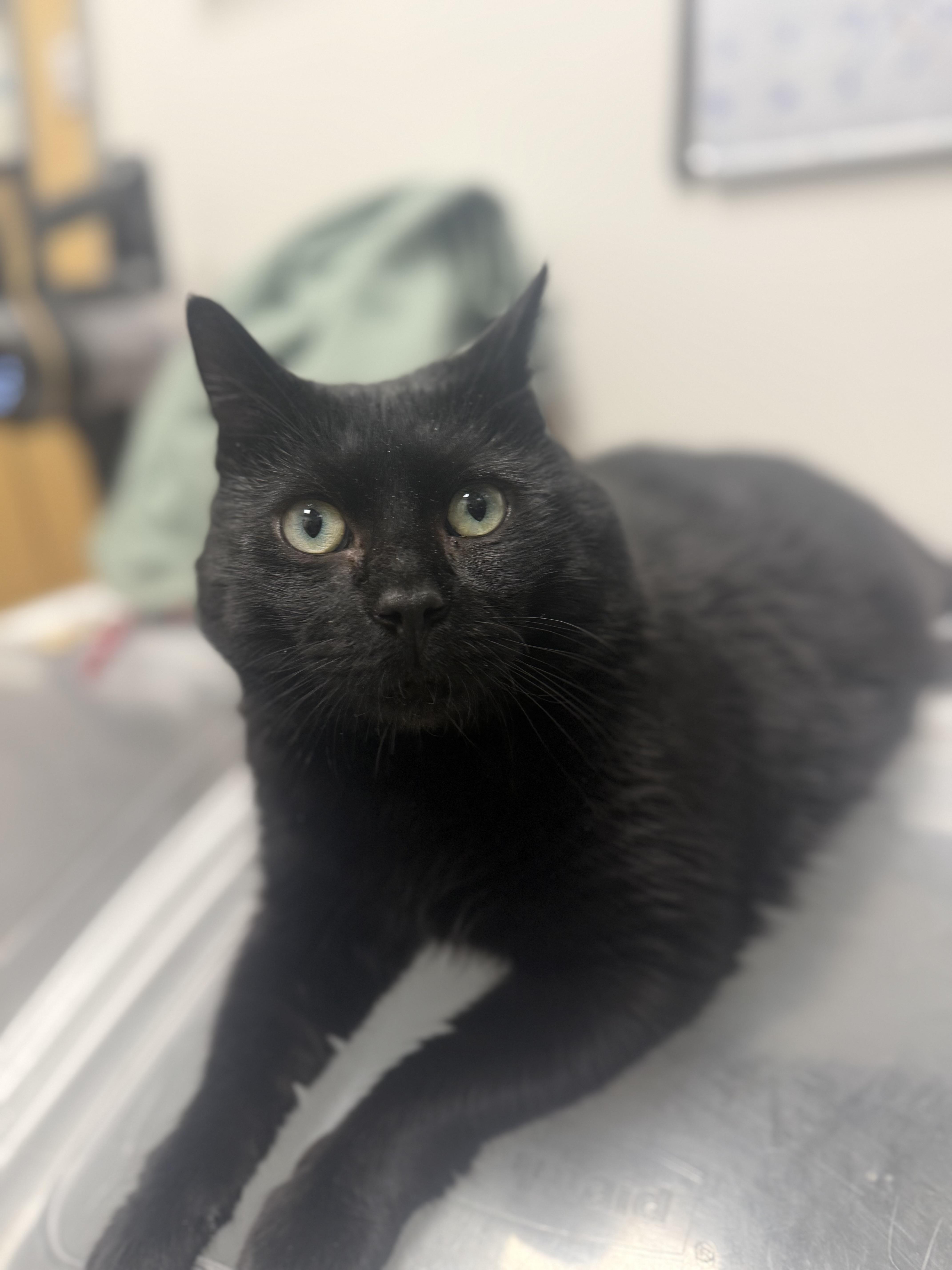 Enlarge Catticus Finch, an adopted Domestic Short Hair in Staten Island, NY image 1/5