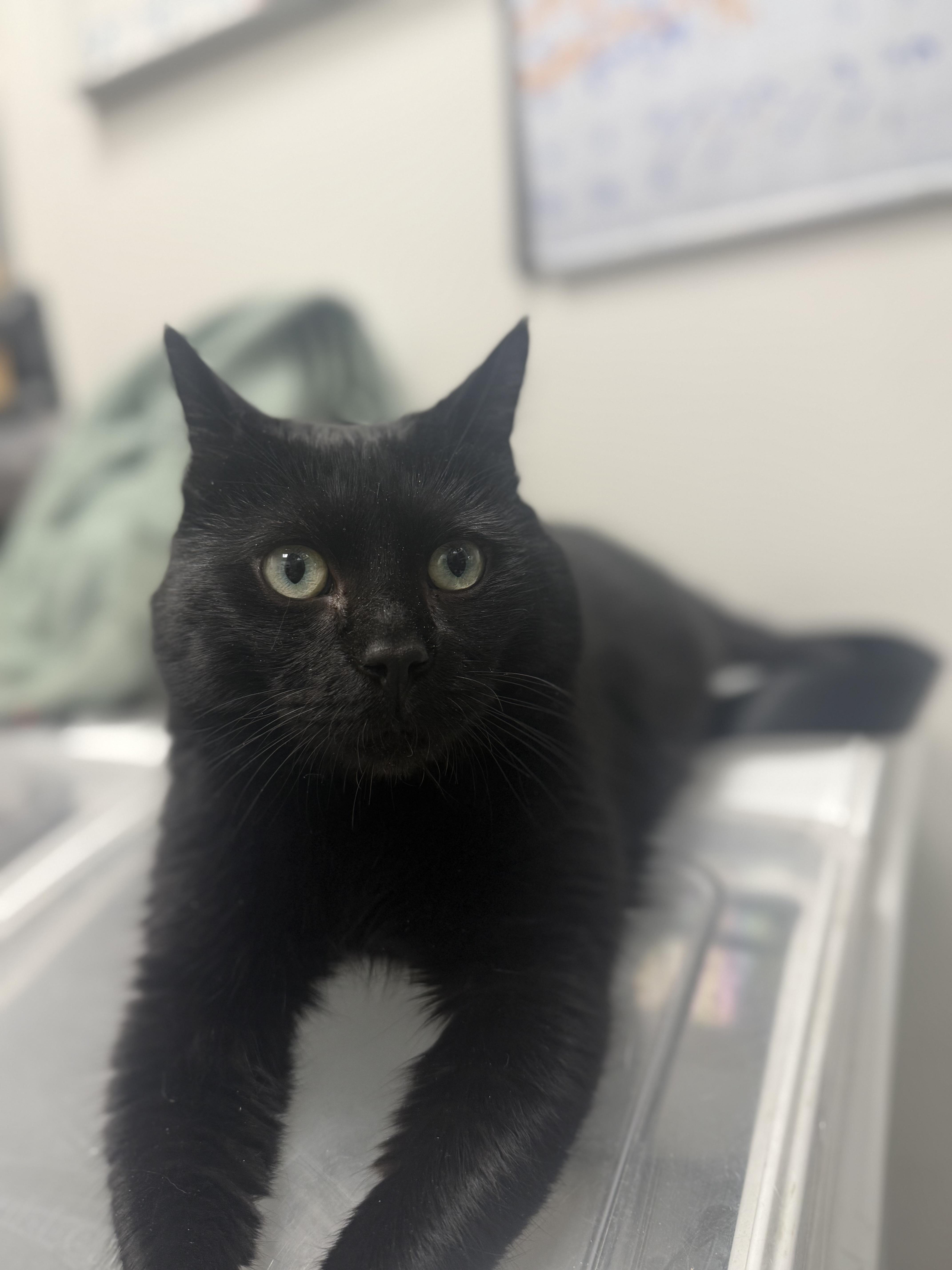 Enlarge Catticus Finch, an adopted Domestic Short Hair in Staten Island, NY image 2/5