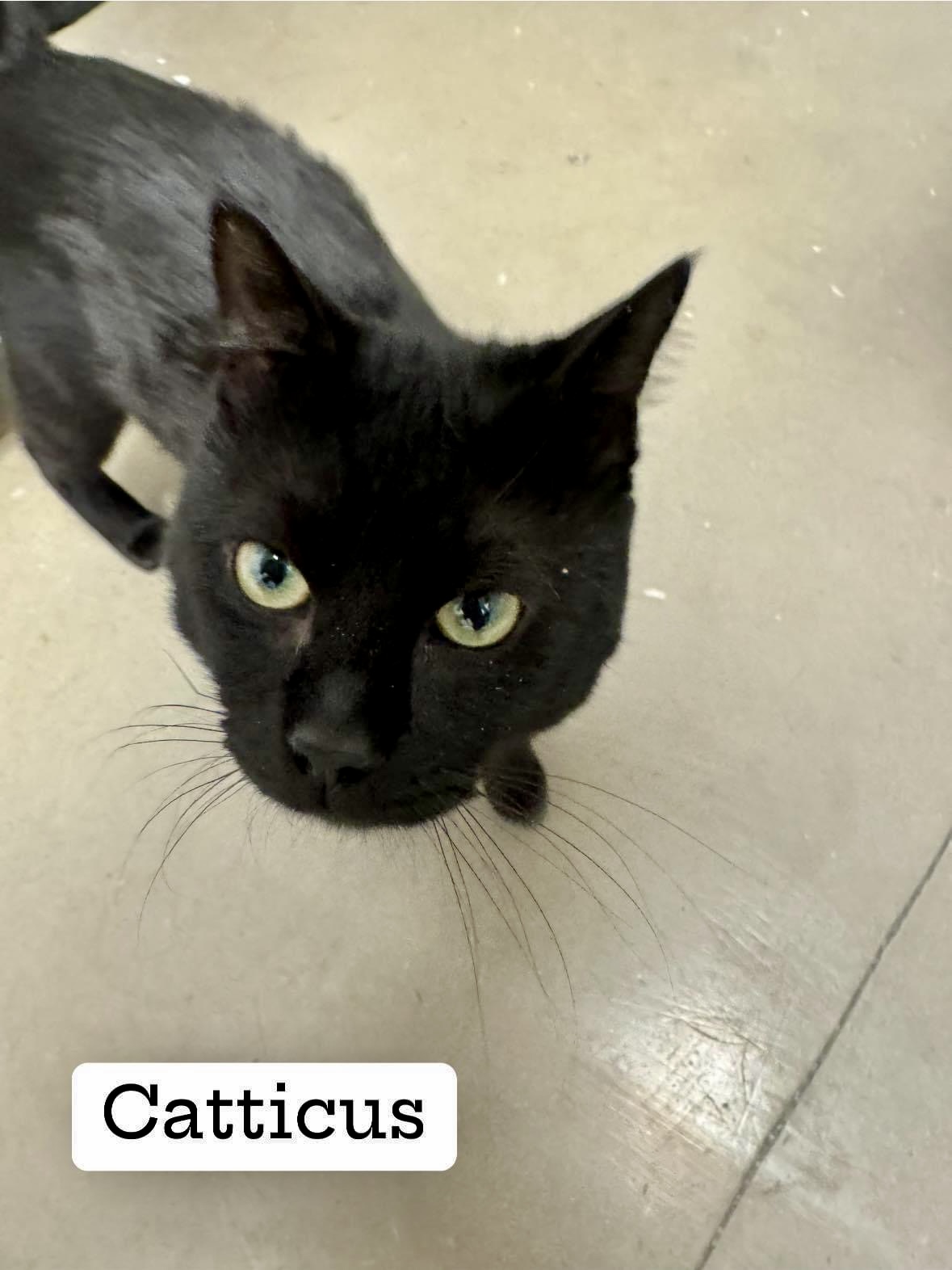 Enlarge Catticus Finch, an adopted Domestic Short Hair in Staten Island, NY image 5/5